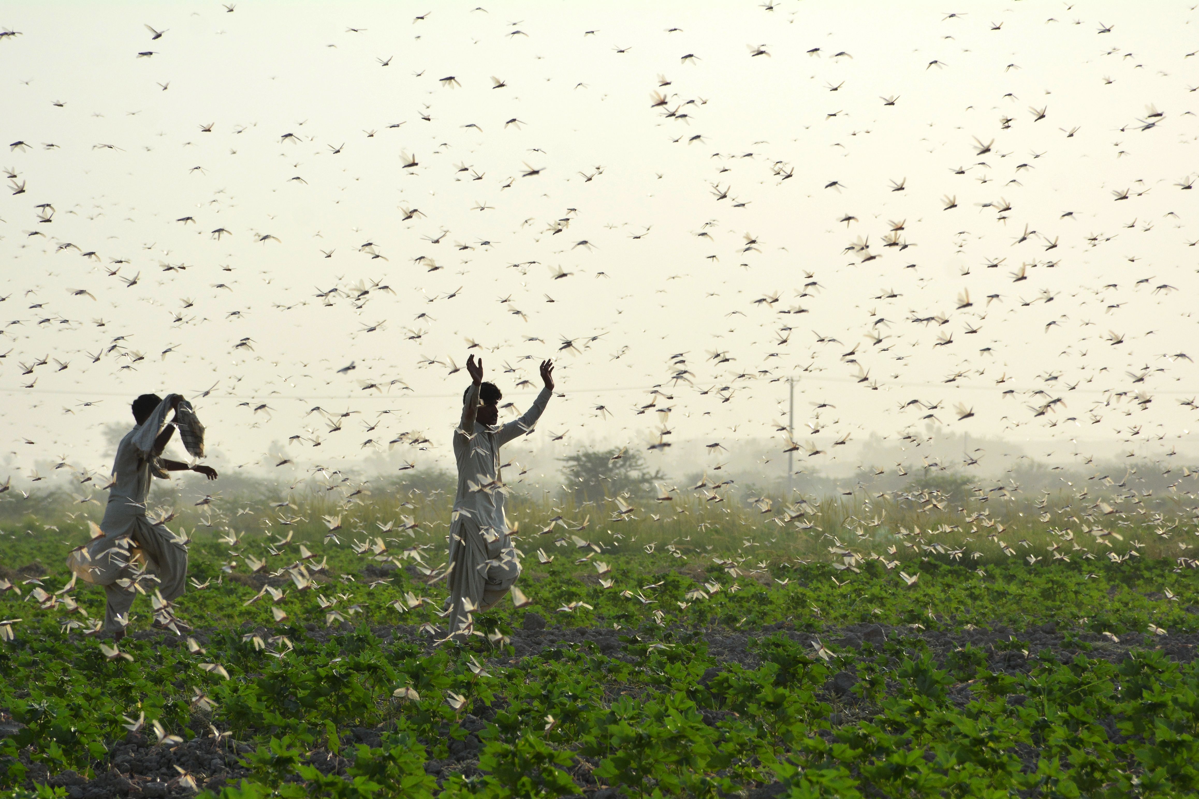 The Climate Threat: Opportunities and Challenges in Pakistan's Agriculture
